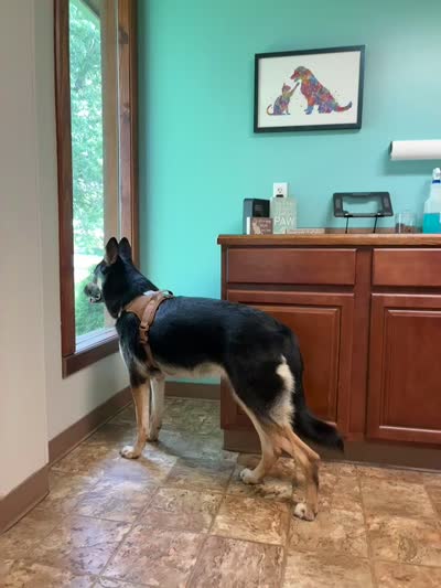 Friday, a female German Shepherd Dog and Alaskan Malamute for sale in Springfield, MO – 8 of 8