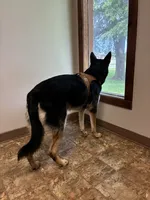 Friday, a female German Shepherd Dog and Alaskan Malamute for sale in Springfield, MO – 5 of 8
