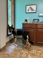 Friday, a female German Shepherd Dog and Alaskan Malamute for sale in Springfield, MO – 2 of 8
