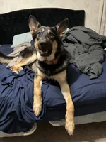Friday, a female German Shepherd Dog and Alaskan Malamute for sale in Springfield, MO – 4 of 8