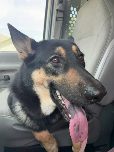 Friday, a female German Shepherd Dog and Alaskan Malamute for sale in Springfield, MO – 7 of 8