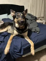 Friday, a female German Shepherd Dog and Alaskan Malamute for sale in Springfield, MO – 3 of 8
