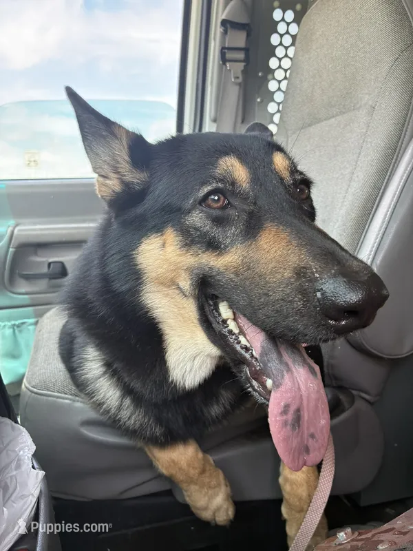 Friday – German Shepherd Dog, Alaskan Malamute puppy for sale in Springfield, MO
