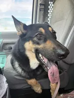 Friday, a female German Shepherd Dog and Alaskan Malamute for sale in Springfield, MO – 1 of 8