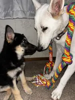Friday, a female German Shepherd Dog and Alaskan Malamute for sale in Springfield, MO – 6 of 8