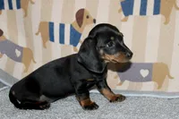 Angel, a female Miniature Dachshund for sale in Cabot, AR – 1 of 2