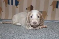 Kiwi, a female Dachshund and Miniature Dachshund for sale in Cabot, AR – 7 of 7