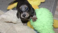 Catalina, a female Dachshund and Miniature Dachshund for sale in Cabot, AR – 4 of 6