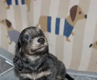 Catalina, a female Dachshund and Miniature Dachshund for sale in Cabot, AR – 3 of 6