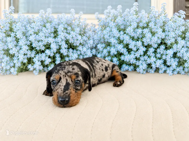 Harry – Miniature Dachshund puppy on hold in Cabot, AR