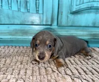 Sephora, a female Miniature Dachshund for sale in Cabot, AR – 2 of 2