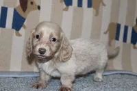 Joey, a male Dachshund and Miniature Dachshund for sale in Cabot, AR – 3 of 4