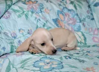 Amy, a female Miniature Dachshund for sale in Cabot, AR – 3 of 3