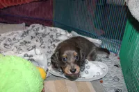 Catalina, a female Dachshund and Miniature Dachshund for sale in Cabot, AR – 5 of 6