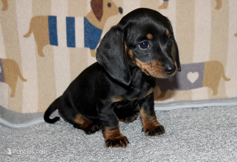 Hank – Miniature Dachshund puppy for sale in Cabot, AR