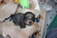 Catalina, a female Dachshund and Miniature Dachshund for sale in Cabot, AR – 2 of 6