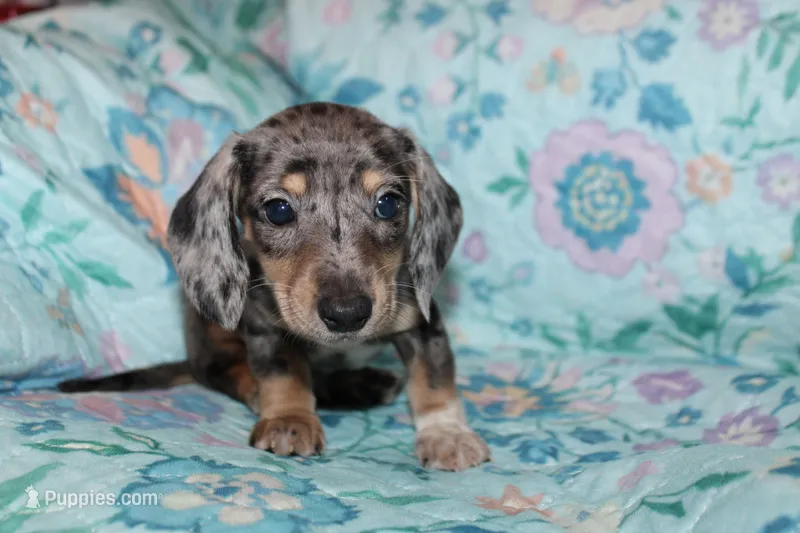 Hank – Miniature Dachshund puppy on hold in Cabot, AR