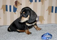 Dave, a male Miniature Dachshund for sale in Cabot, AR – 3 of 4