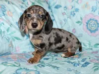 Olive, a female Miniature Dachshund for sale in Cabot, AR – 3 of 6