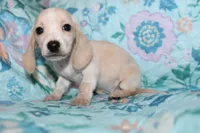 June, a female Miniature Dachshund for sale in Cabot, AR – 2 of 5