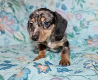 Olive, a female Miniature Dachshund for sale in Cabot, AR – 4 of 6