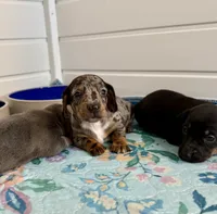 Harry, a male Miniature Dachshund for sale in Cabot, AR – 3 of 6