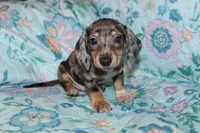 Hank, a male Miniature Dachshund for sale in Cabot, AR – 4 of 4
