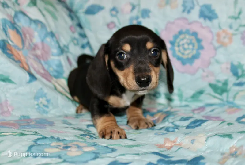Blaze – Miniature Dachshund puppy on hold in Cabot, AR