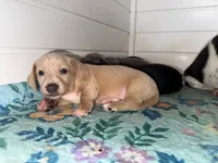 May, a female Miniature Dachshund for sale in Cabot, AR – 2 of 3