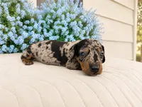 Harry, a male Miniature Dachshund for sale in Cabot, AR – 2 of 6
