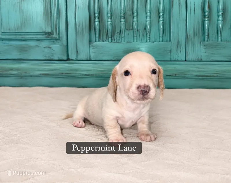 Rose – Miniature Dachshund puppy for sale in Cabot, AR