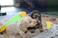 Joey, a male Dachshund and Miniature Dachshund for sale in Cabot, AR – 4 of 4