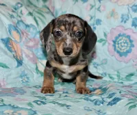 Olive, a female Miniature Dachshund for sale in Cabot, AR – 5 of 6