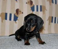 Hank, a male Miniature Dachshund for sale in Cabot, AR – 3 of 3