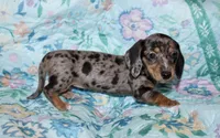 Olive, a female Miniature Dachshund for sale in Cabot, AR – 2 of 6