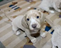 Daisy , a female Dachshund and Miniature Dachshund for sale in Cabot, AR – 3 of 4