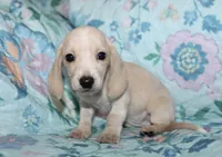 June, a female Miniature Dachshund for sale in Cabot, AR – 4 of 5