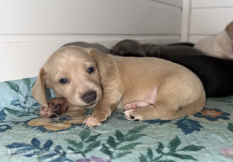 May – Miniature Dachshund puppy for sale in Cabot, AR