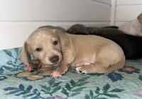 May, a female Miniature Dachshund for sale in Cabot, AR – 1 of 3
