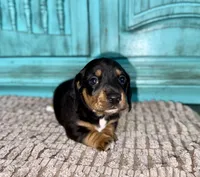 Lilly , a female Miniature Dachshund for sale in Cabot, AR – 1 of 2