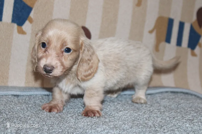 Joey – Dachshund, Miniature Dachshund puppy for sale in Cabot, AR
