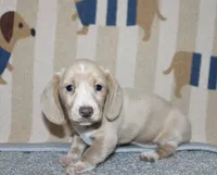 Daisy , a female Dachshund and Miniature Dachshund for sale in Cabot, AR – 4 of 4