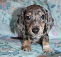 Hank, a male Miniature Dachshund for sale in Cabot, AR – 2 of 4