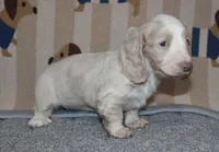 Kiwi, a female Dachshund and Miniature Dachshund for sale in Cabot, AR – 6 of 7