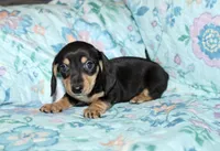 Blaze, a male Miniature Dachshund for sale in Cabot, AR – 2 of 2