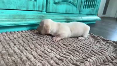 Rose, a female Miniature Dachshund for sale in Cabot, AR – 3 of 3
