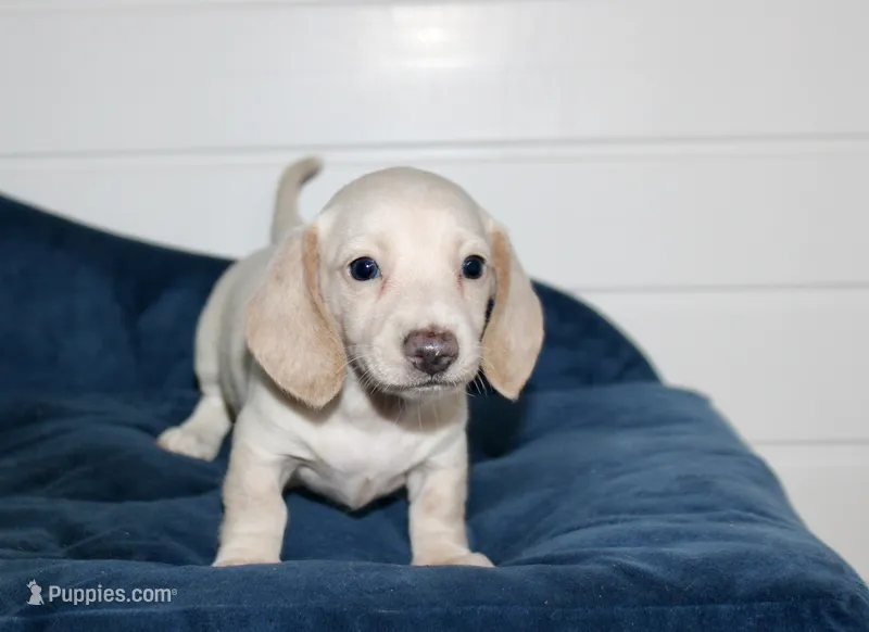Rose – Miniature Dachshund puppy for sale in Cabot, AR