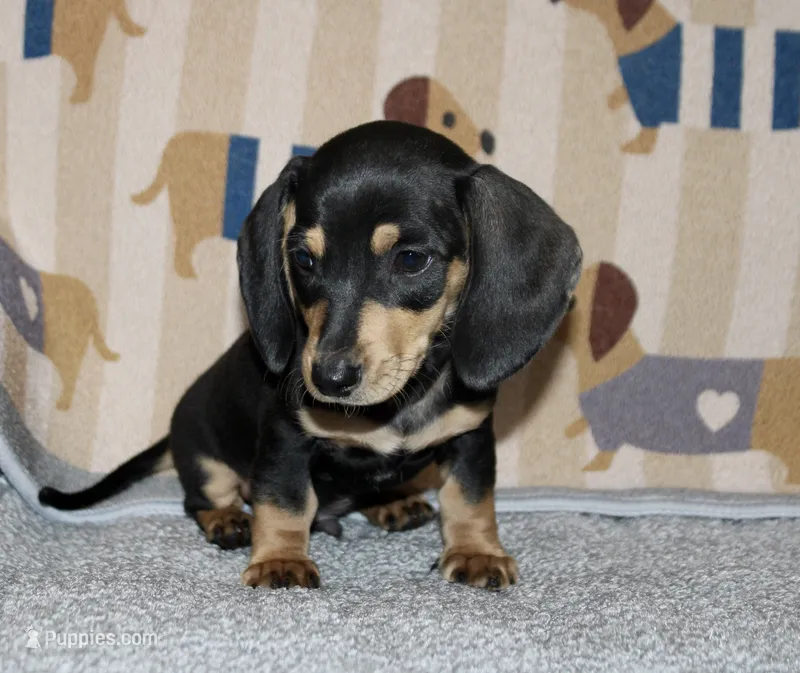 Sam – Miniature Dachshund puppy for sale in Cabot, AR