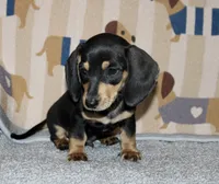Sam, a male Miniature Dachshund for sale in Cabot, AR – 1 of 4