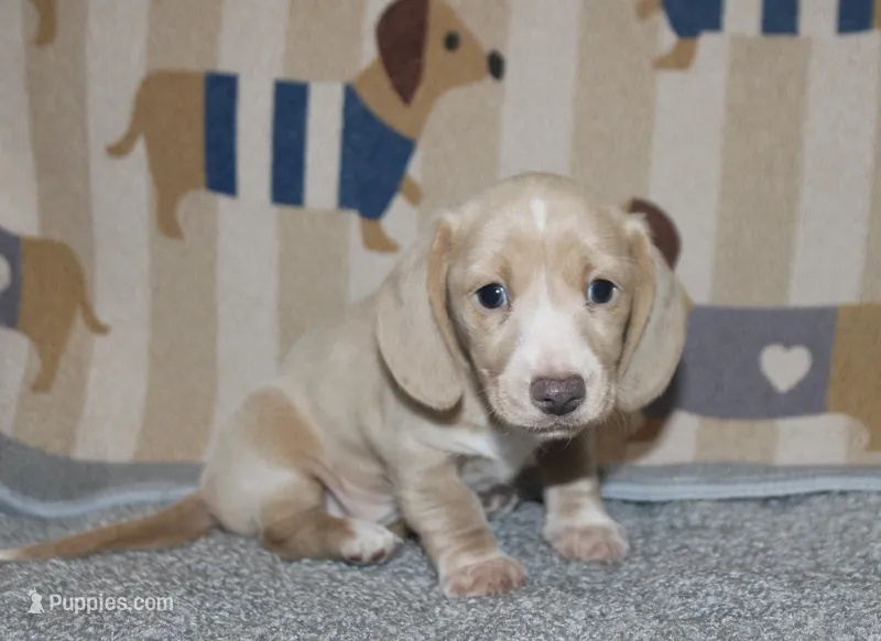 Daisy  – Dachshund, Miniature Dachshund puppy for sale in Cabot, AR